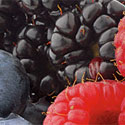 Glade Fresh Berries and Wild Raspberry home fragrance