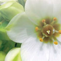 Glade Jasmine and White Rose home fragrance