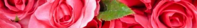 Roses, flower of the month - June fragrances