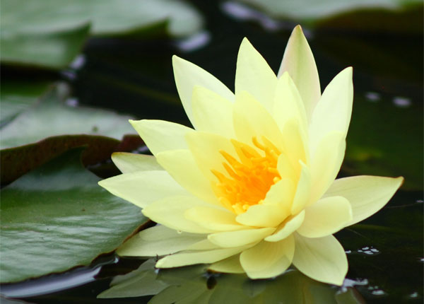 Water lily, flower of the month - July fragrances