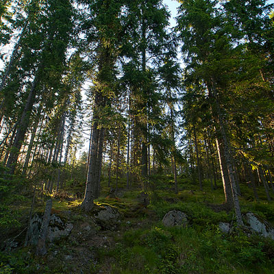 Boreal Forest, Sweden