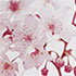 Avon Cherry Blossom