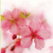 Cherry Blossom Bodycology bath and body collection
