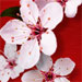 Exotic Cherry Blossom Bodycology bath and body collection