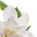 White Gardenia Bodycology bath and body collection