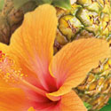 Glade Hawaiian Breeze home fragrance