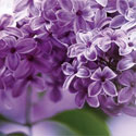 Glade Lilac Spring home fragrance