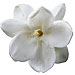 Belle Fleur Jasmine Verbena home fragrances
