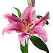 D.L. & Co. Oriental Lily home fragrances