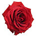 Belle Fleur Rose Immortelle home fragrances