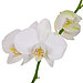 Belle Fleur White Orchid Tea home fragrances