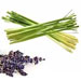 Lemongrass Lavender Paddywax Candles Home Fragrance Collection