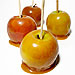 Apple Festival WoodWick Candles Home Fragrance Collection