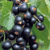 Cassis Blackcurrant Perfume Notes