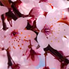 Cherry Blossom Perfume Notes