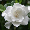 Gardenia Fragrance Perfume Notes