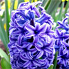 Hyacinth Fragrance Notes