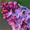 Lilac Perfume Notes