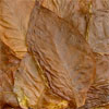Tobacco Leaf Fragrance Notes
